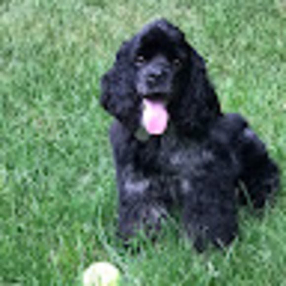 Meet your Posher, Catalina - Picture 1 of 1